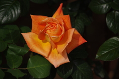 薔薇が咲いた　1