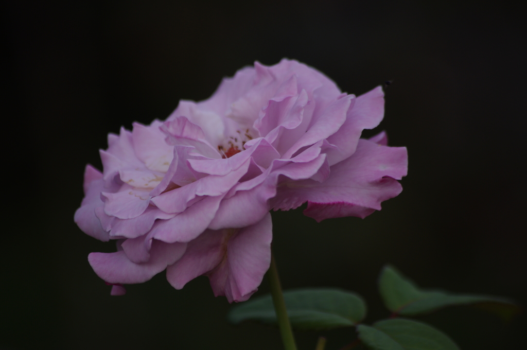 薔薇　4　
