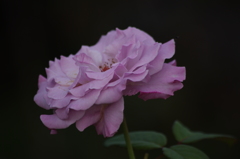 薔薇　4　