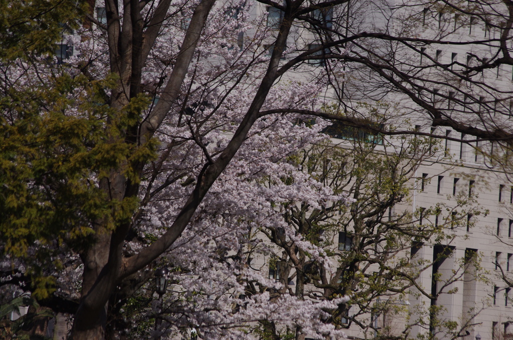 桜　4