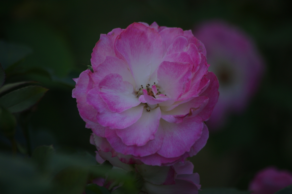 薔薇　2