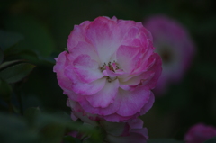 薔薇　2
