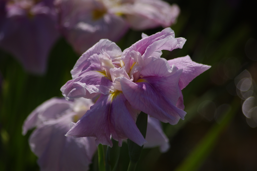 花菖蒲　2