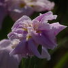 花菖蒲　2