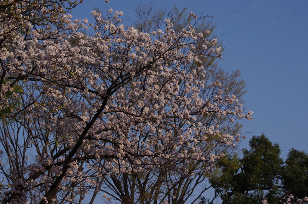 桜　2