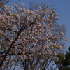 桜　2