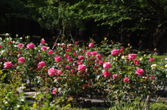薔薇　7