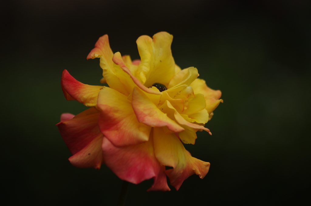 薔薇　3
