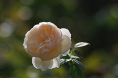 薔薇　8