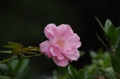 池のほとりの薔薇