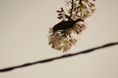 メジロと桜　泉岳寺