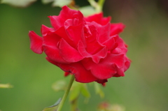 薔薇　8