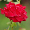 薔薇　8