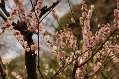 梅　3　小石川後楽園　２月下旬