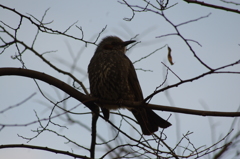 ヒヨドリ　三田台公園