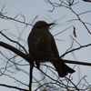 ヒヨドリ　三田台公園