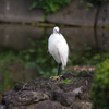 シラサギ