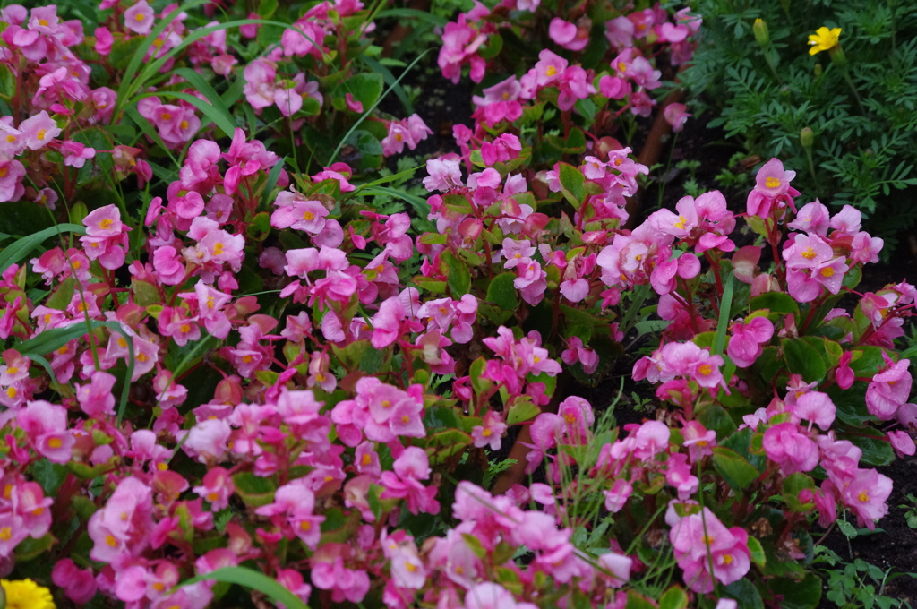 芝公園　花壇７月　5