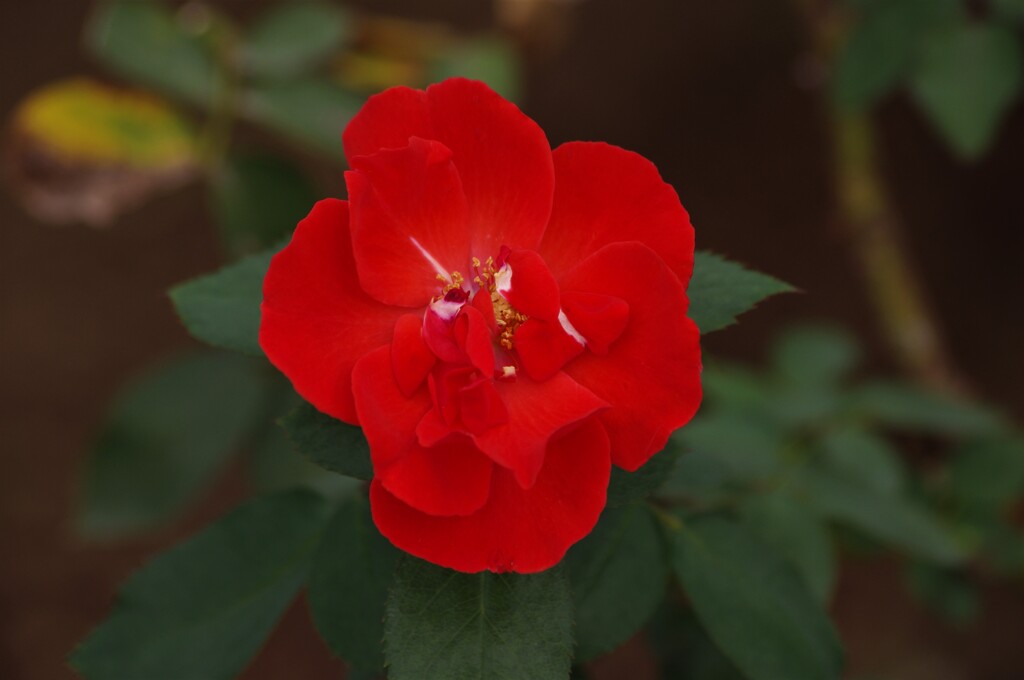 薔薇　1