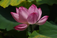 蓮　1