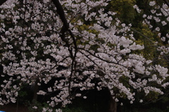 桜　3