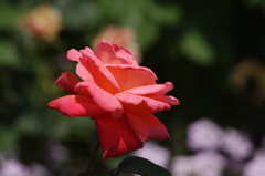 薔薇　10