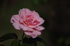 秋薔薇　4