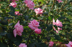薔薇　11