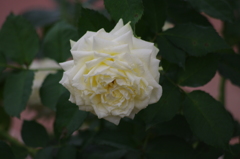 薔薇　9　芝浦中央公園　１０月