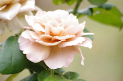 薔薇　2
