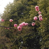 梅　有栖川宮公園　