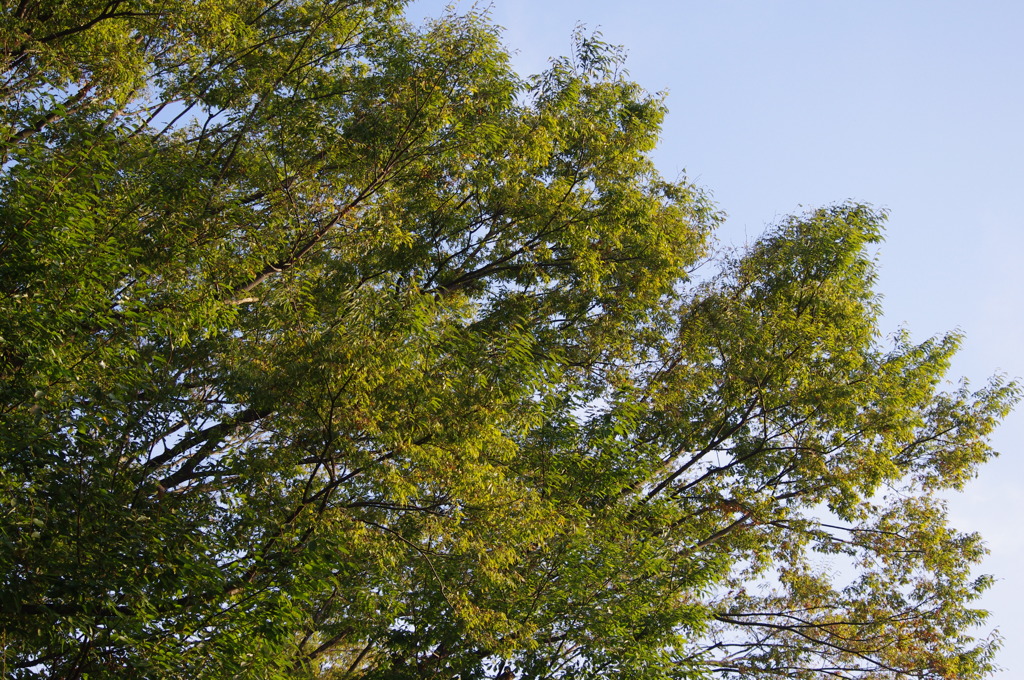 野毛山公園　林　１０月