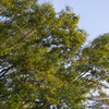 野毛山公園　林　１０月