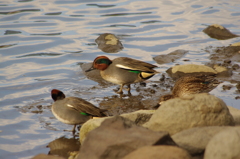 鴨　3　旧浜離宮庭園　２月