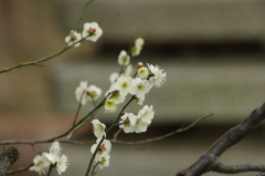 白梅　2　戸越公園　２月