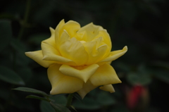 薔薇　5