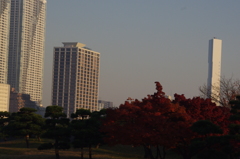 大都会の紅葉の楽しみ