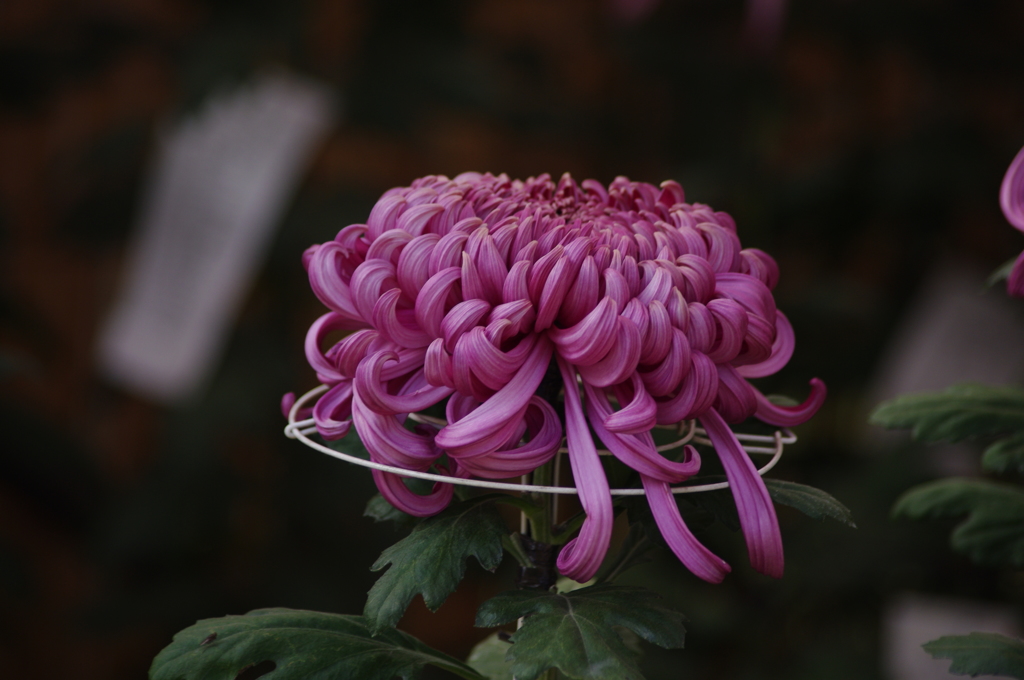菊　6