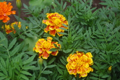 亀塚公園　７月　花壇　4