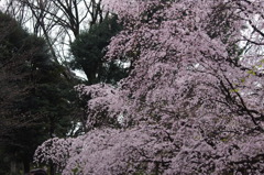 枝垂桜　1　六義園