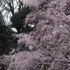 枝垂桜　1　六義園