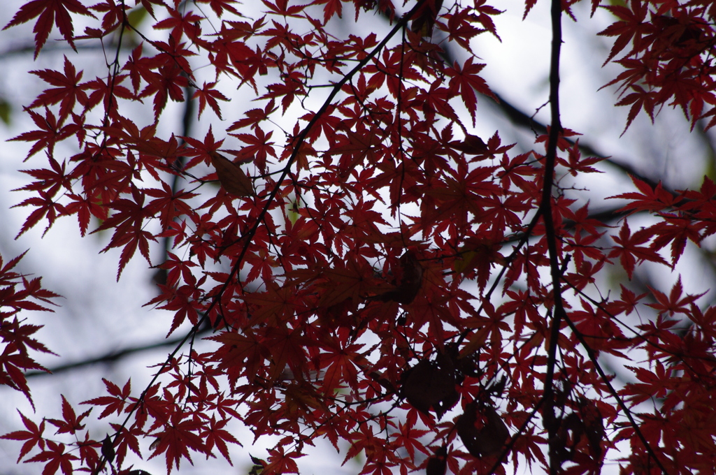 紅葉　7