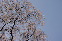 枝垂桜　3　六義園