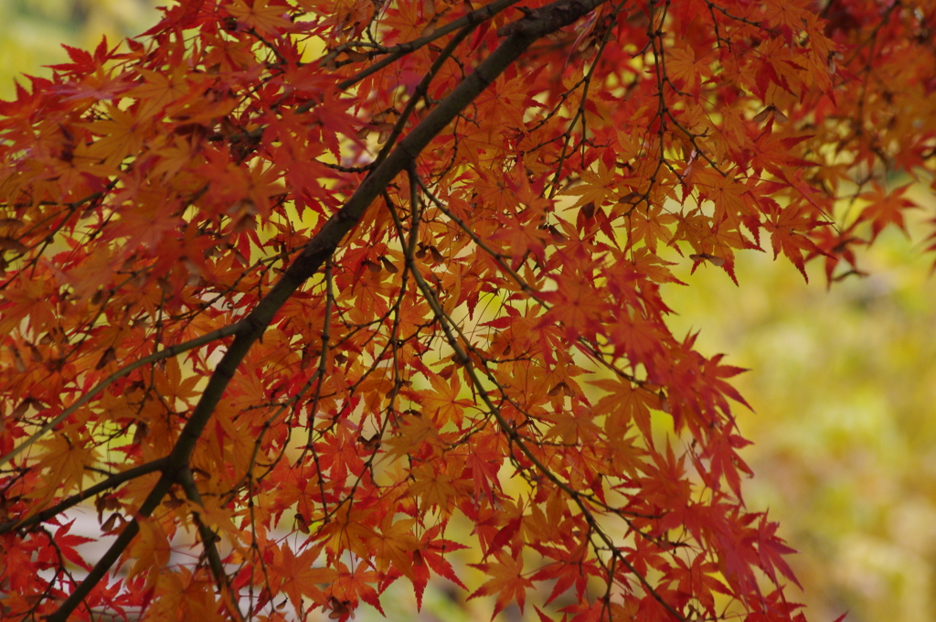 紅葉　9