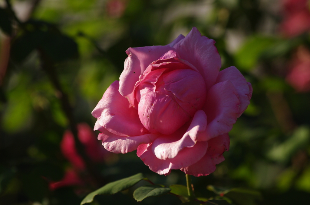 薔薇　15