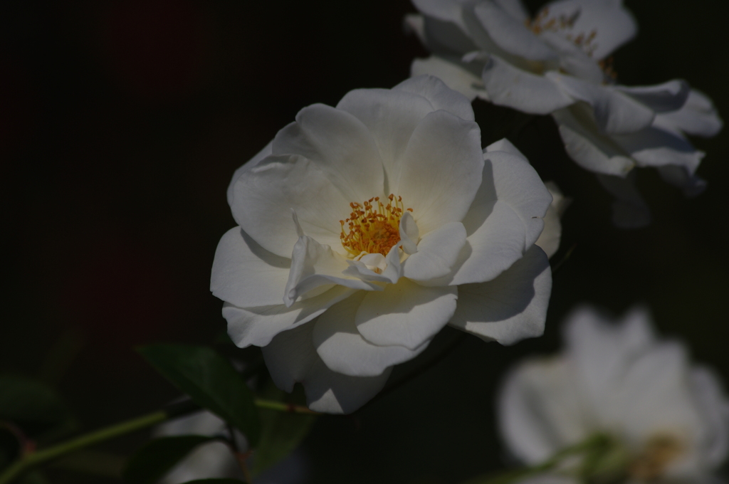 横浜の薔薇　4