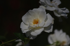 横浜の薔薇　4