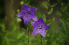 桔梗　旧芝離宮庭園　6月末