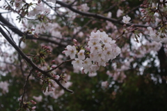 三田　亀塚公園　桜