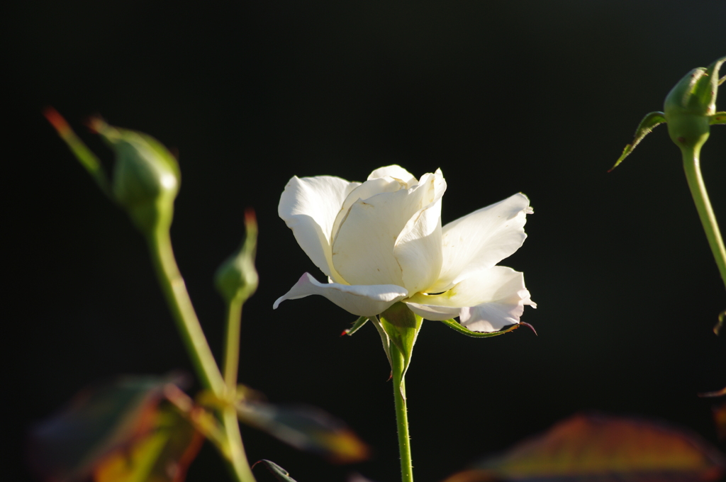 薔薇　14